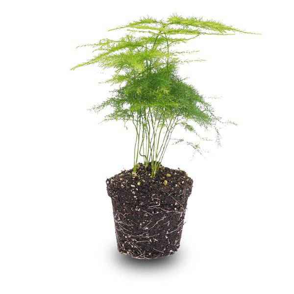 Image of Zierspargel Asparagus Setaceus Plumosus Zimmerpflanze – pflegeleichte Grünpflanze für Wohnzimmer, Büro & helle Standorte kaufen-0