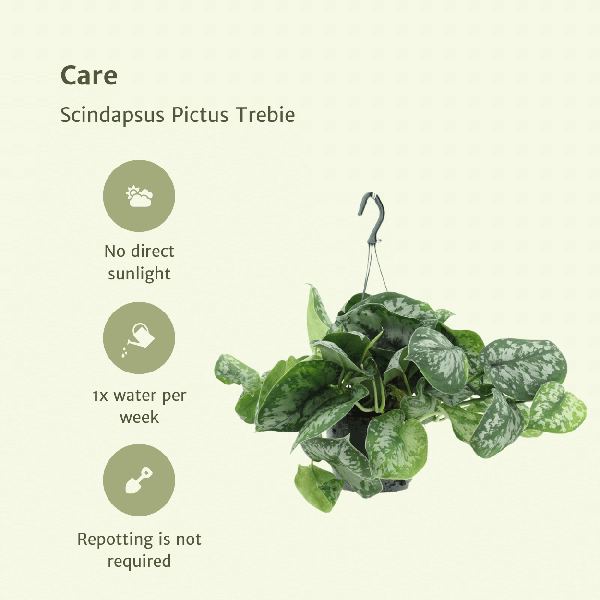 Image of Efeutute Scindapsus pictus Trebie Epipremnum Zimmerpflanze Ø15cm ↕25cm – pflegeleichte Grünpflanze für Wohnzimmer, Büro & helle Standorte kaufen-4