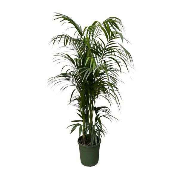 Image of Kentia – Palme – Howea forsteriana – Zimmerpflanze 230cm – Ø38cm – Exklusive XXL – Palme mit eleganten Wedeln – Pflegeleicht-0