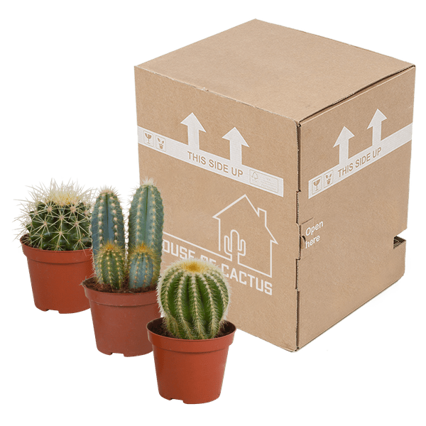 Image of Kakteen Mix – 3 Zimmerpflanzen – Ø8,5cm – Verschiedene Kakteen im Mix – Pflegeleichte Sukkulenten – Mini – Kakteen für Fensterbank, Büro & Wohnzimmer-2