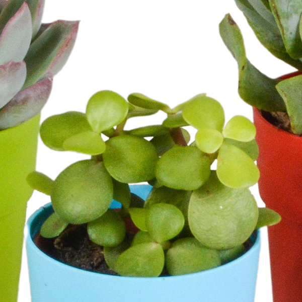 Image of Sukkulenten Mix 5 Pflanzen Ø5,5cm – pflegeleichtes Pflanzen Set für Urban Jungle, Fensterbank, Wohnzimmer & Büro-3
