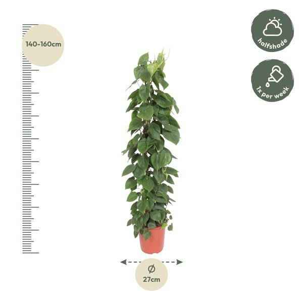 Image of Herzblatt Philodendron Scandens – Zimmerpflanze – 150cm – Ø27cm – Tropische Kletterpflanze mit herzförmigen Blättern – Deko-1