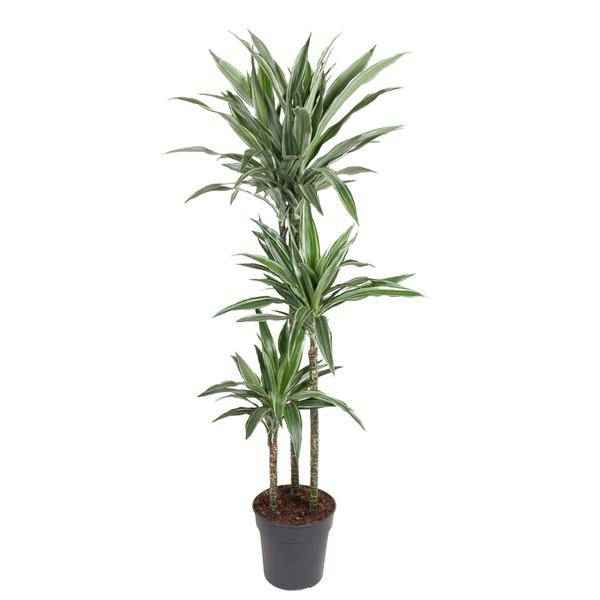 Image of Drachenbaum Dracaena Warneckei Zimmerpflanze Ø27cm ↕140cm – pflegeleichte Grünpflanze für Wohnzimmer, Büro & helle Standorte kaufen