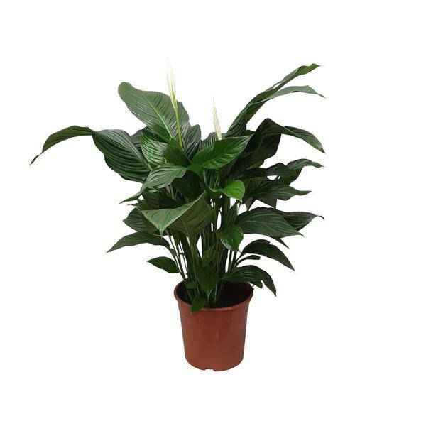Image of Einblatt Spathiphyllum Sweet Silvana Zimmerpflanze Ø24cm ↕80cm – pflegeleichte Grünpflanze für Wohnzimmer, Büro & helle Standorte kaufen-0