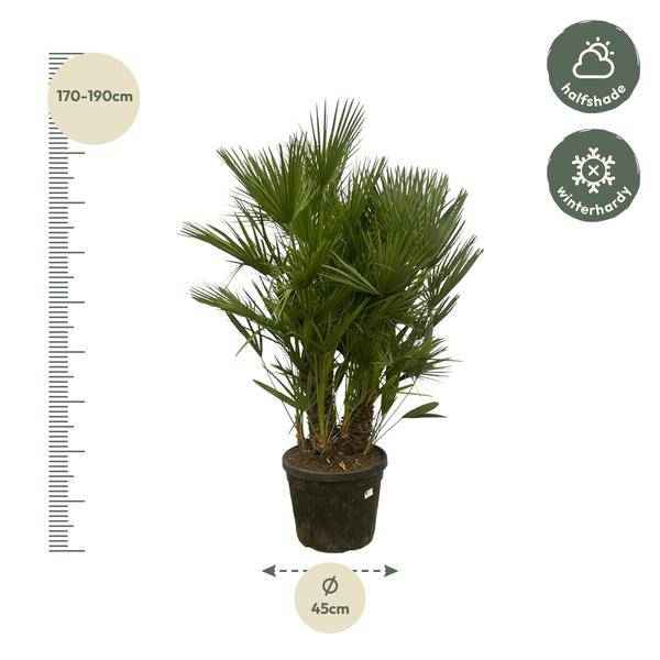 Image of Chamaerops Humilis – Zwergpalme – mehrstämmig – Mediterrane Zimmer – und Gartenpflanze – Ø45cm – ↕180cm