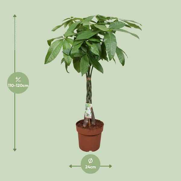 Image of Glückskastanie Pachira Aquatica Zimmerpflanze Ø24cm ↕120cm – pflegeleichte Grünpflanze für Wohnzimmer, Büro & helle Standorte kaufen-1