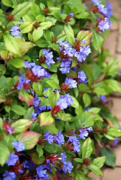 Image of Kriechende Hornnarbe Ceratostigma plumbaginoides – 60 Pflanzen – ↕10-25cm – Ø9cm – Bodendecker mit blauen Blüten – Winterhart & pflegeleicht-0
