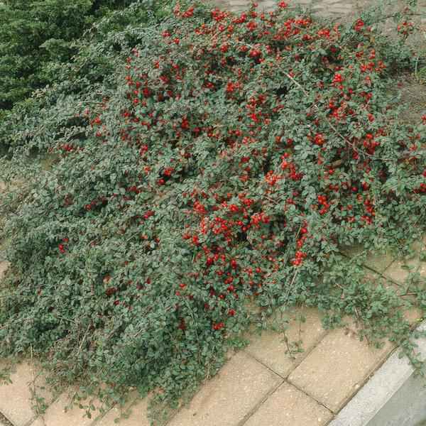 Image of Cotoneaster dammeri – Teppich – Zwergmispel – Ø9cm – ↕10-25cm – 6 Pflanzen – Winterharter Bodendecker mit Blüten & Beeren