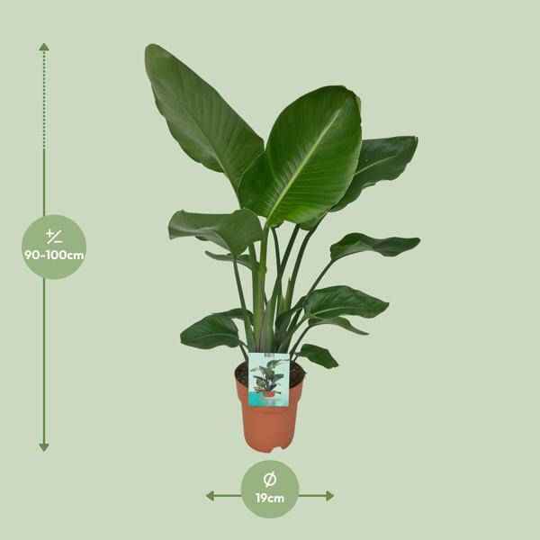 Image of Strelitzia Nicolai Zimmerpflanze Ø19cm ↕90cm – tropische Grünpflanze für Wohnzimmer, Büro & helle Standorte kaufen