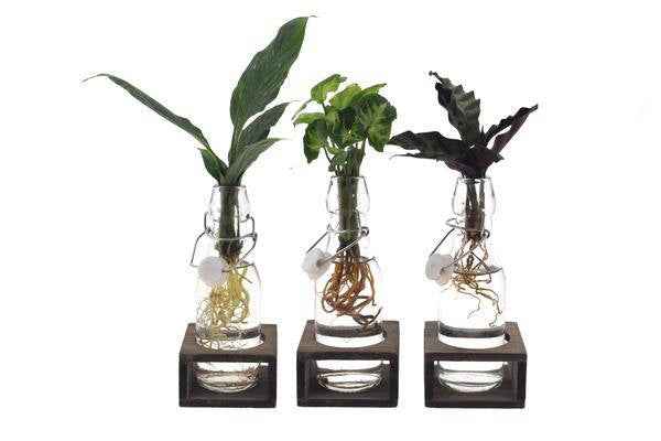 Image of Intenz Mix im Ann Glas – Zimmerpflanzen – Set – 3 – teilig – Ø7cm – ↕25cm – Moderne Glaspflanzen für stilvolle Deko – Pflegeleicht-0
