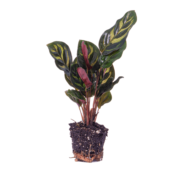 Image of Calathea Makoyana Zimmerpflanze – pflegeleichte Grünpflanze für Wohnzimmer, Büro & helle Standorte kaufen-2