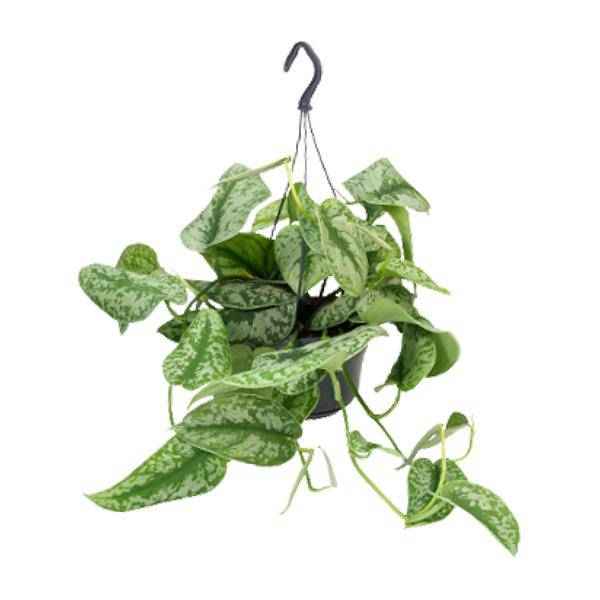 Image of Gefleckte Efeutute Scindapsus Pictus Trebie Zimmerpflanze Ø15cm ↕25cm – pflegeleichte Grünpflanze für Wohnzimmer, Büro & helle Standorte kaufen