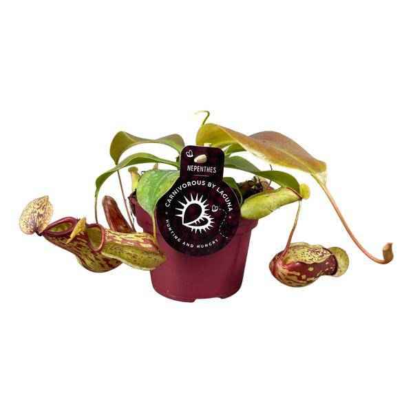 Image of Kannenpflanze – Nepenthes Gaya – Ø12cm – Höhe ca. 17cm – Exotische fleischfressende Zimmerpflanze – Pflegeleichte Karnivore für Insektenfang & dekoratives Interieur-0
