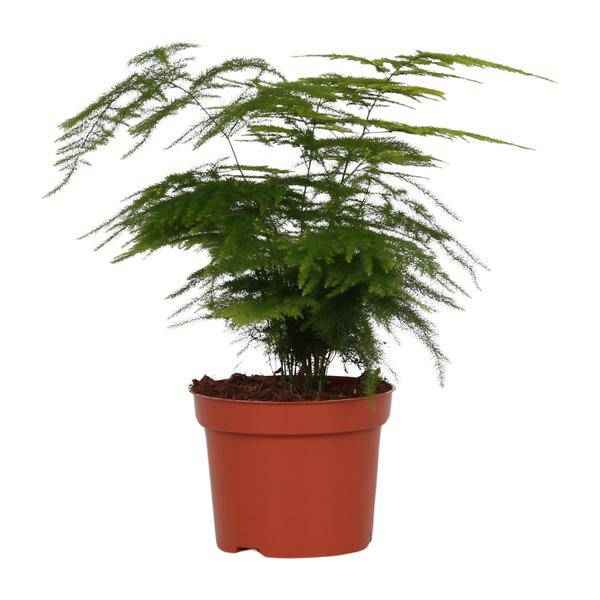 Image of Feder – Spargel Zimmerpflanze Ø12cm ↕35cm – pflegeleichte Grünpflanze für Wohnzimmer, Büro & helle Standorte kaufen