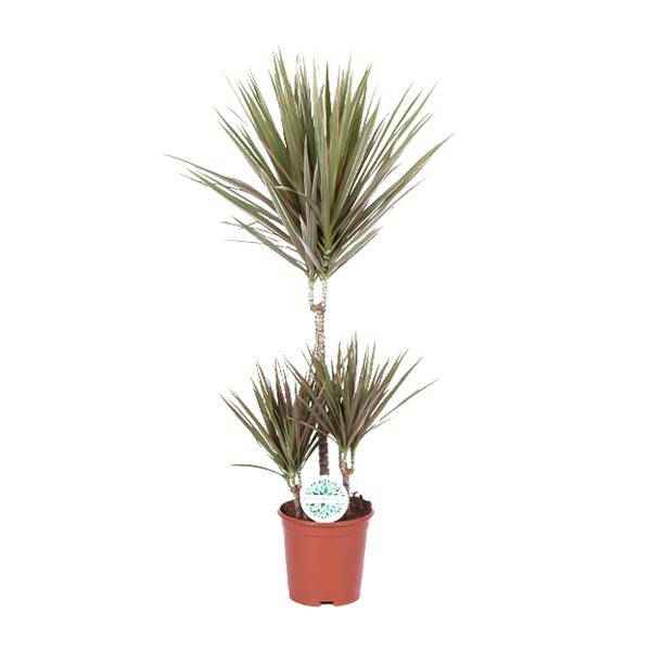 Image of Drachenbaum Dracaena Bicolor Zimmerpflanze Ø21cm ↕95cm – pflegeleichte Grünpflanze für Wohnzimmer, Büro & helle Standorte kaufen-0