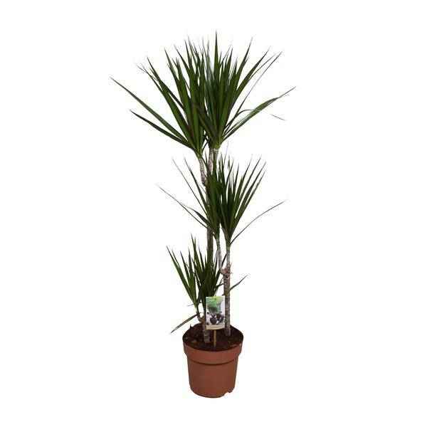 Image of Drachenbaum – Dracaena marginata – Zimmerpflanze – Ø21cm – ↕120cm – pflegeleichte dekorative Grünpflanze für Innenräume-0