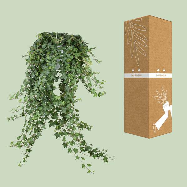 Image of Hedera Helix Pitsburg – Efeu Hängepflanze – Zimmerpflanze Ø24cm – ca. 70cm Länge – Luftreinigende Kletterpflanze für drinnen-4