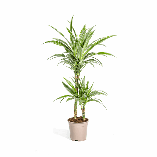 Image of Dracaena Deremensis White Stripe – Drachenbaum – Ø19cm – ↕70-90cm – Elegante Zimmerpflanze mit weißen Blattstreifen – Pflegeleicht & luftreinigend-0