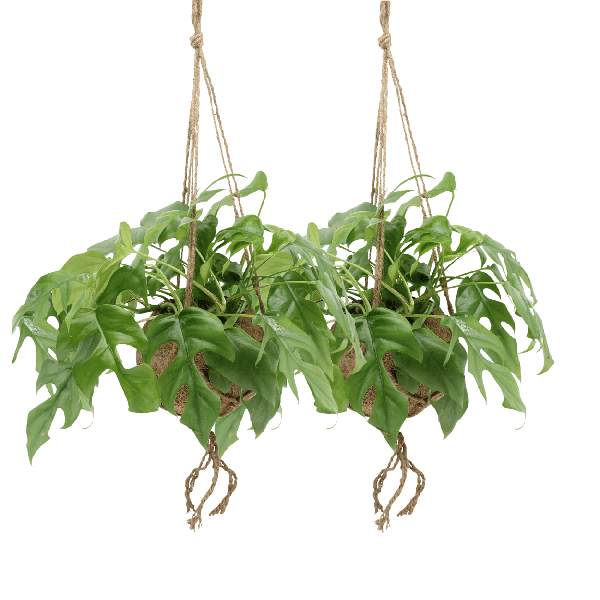 Image of Lochpflanze – Monstera Minima im Kokodama Topf – 2 Zimmerpflanzen Ø15cm Kokosfaser – Topf – ca. 25cm hoch – Nachhaltige Hängepflanze