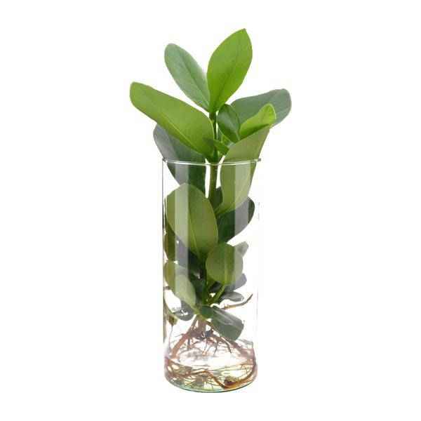 Image of Clusia im Zylinderglas Zimmerpflanze Ø12cm ↕30cm – pflegeleichte Grünpflanze für Wohnzimmer, Büro & helle Standorte kaufen