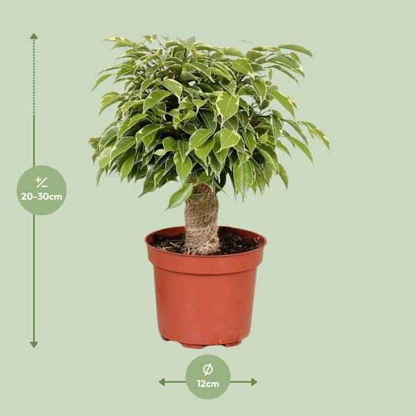 Image of Birken – Feige – Ficus Benjamina Kinky – Zimmerpflanze Ø12cm ↕28cm – pflegeleichte luftreinigende Grünpflanze für Zuhause und Büro