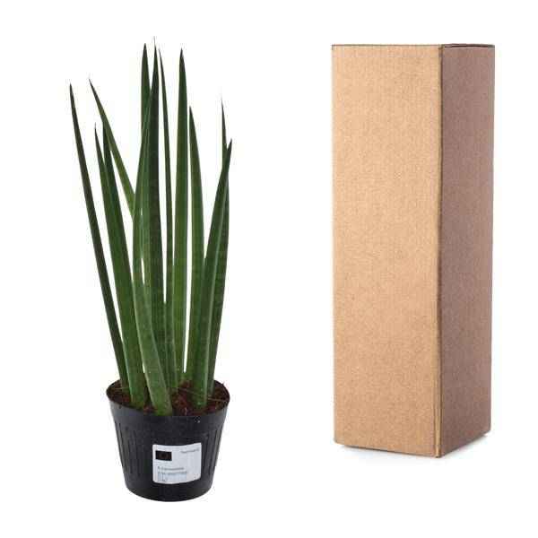Image of Sansevieria cylindrica Bacularis Mikado – Bogenhanf – pflegeleichte Zimmerpflanze – luftreinigend – ↕38cm – Ø10,5cm-2