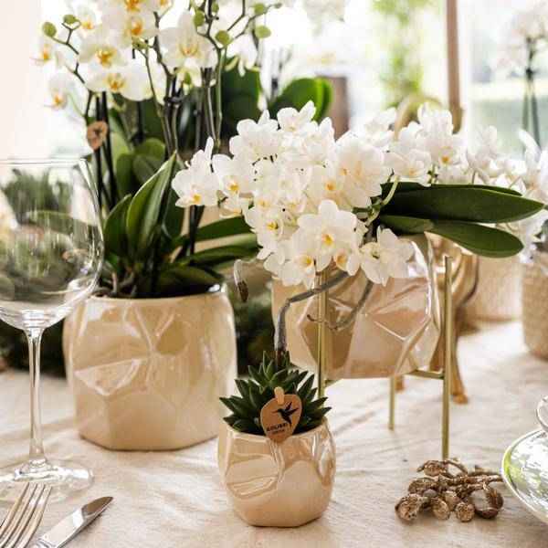 Image of Weiße Orchidee 'Nazaré' Zimmerpflanze Ø9cm – blühende Orchidee für Wohnzimmer, Büro & helle Standorte kaufen-3