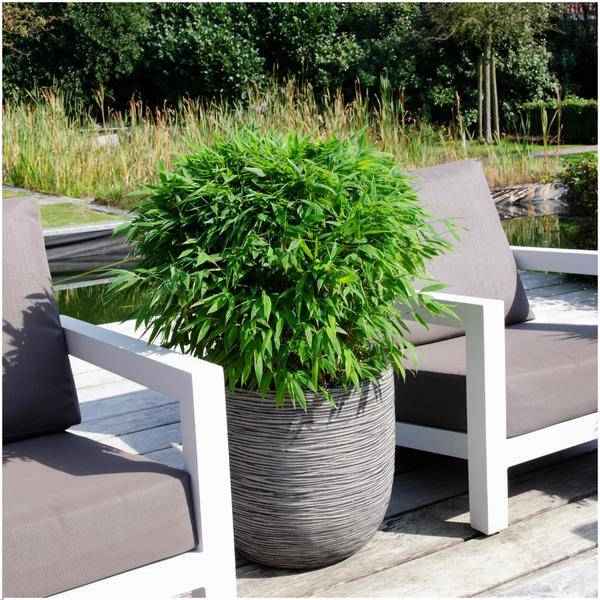 Image of Fargesia murieliae Moontears Boobux – Bambus – immergrün & winterhart – nicht invasiv – Ø29cm – ↕70cm Höhe – ideal für Garten, Terrasse & Hecken