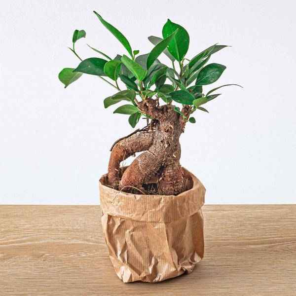Image of Chinesische Feige – Ficus microcarpa Ginseng – Ø9cm – Bonsai – Zimmerpflanze – Dekorativer Kleinbaum für Zuhause & Büro-2