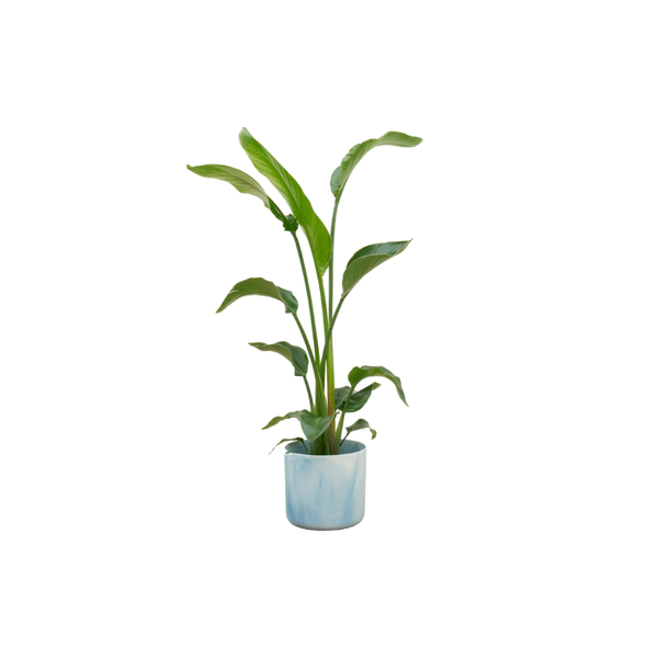 Image of Strelitzia Nicolai – Baum – Strelitzie – Zimmerpflanze – ca. 120cm hoch – Ø22cm – inkl. Übertopf – Exotische Pflanze für Wohnzimmer & Büro-0