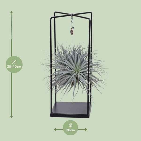 Image of Luftpflanze Tillandsia Mix – Ø20cm – ↕20-35cm – Exotische Zimmerpflanzen ohne Erde – Tillandsia ionantha Abdita