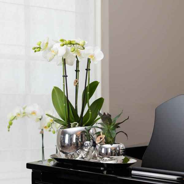 Image of Ovales Tablett – Silber – Ø30cm – Dekoschale aus Metall – Für Pflanzen, Orchideen & Wohnaccessoires – Stilvolle Pflanzunterlage-1