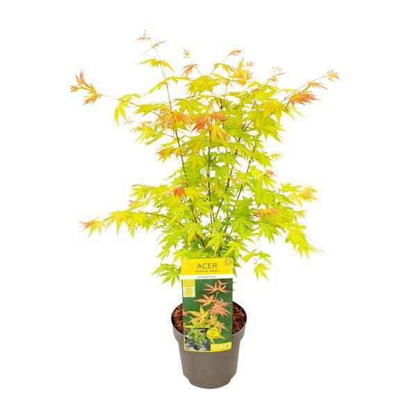 Image of Fächer – Ahorn – Acer palmatum 'Orange Dream' – Ø19cm – ↕50cm – Japanischer Ahorn – Winterharte Zierpflanze für Garten & Terrasse-0