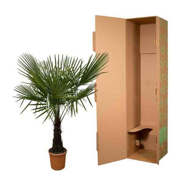 Image of Hanfpalme – Trachycarpus 180cm – Ø30cm – Immergrüne Palme mit fächerförmigen Blättern – Pflegeleicht