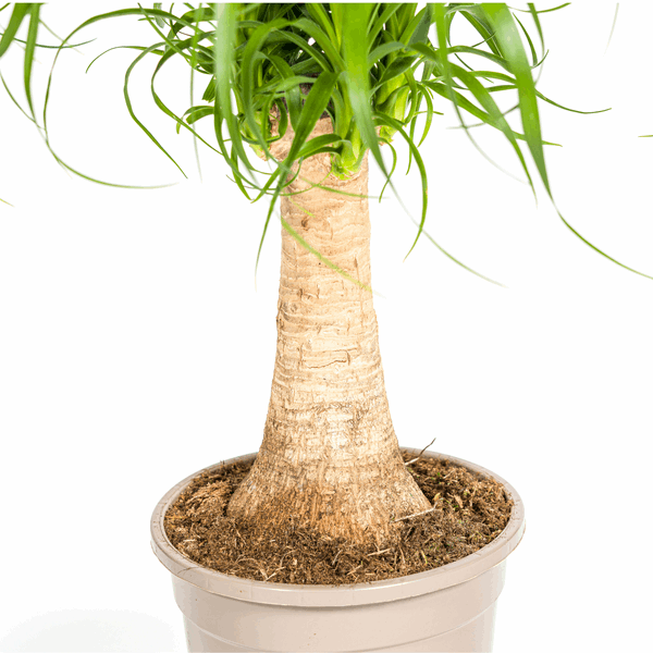 Image of Beaucarnea Recurvata – Elefantenfuß – Zimmerpflanze – Ø17cm – ↕40-60cm – Pflegeleicht & dekorativ