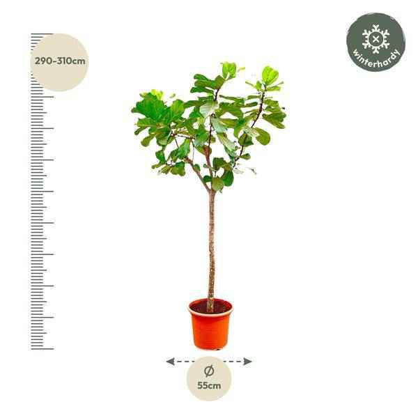 Image of Geigen – Feige – Ficus Lyrata XXL – Zimmerpflanze 300cm – Ø55cm – Exklusive Designpflanze mit großen geigenförmigen Blättern – Tropische XXL-2
