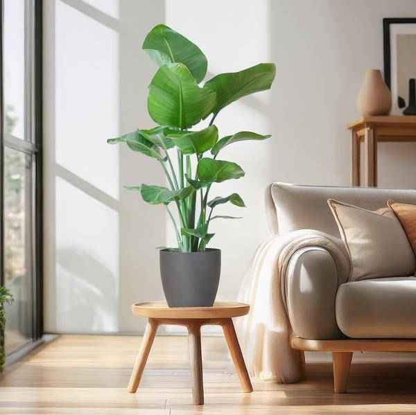 Image of Strelitzia Nicolai – Baum – Strelitzie – Zimmerpflanze – 80cm hoch – Ø21cm – inkl. Übertopf – Paradiesvogelpflanze, tropisches Grün, pflegeleicht-2