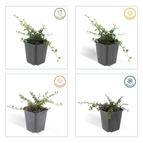 Image of Teppichmispel Cotoneaster prostratus 'Königin der Teppiche' – ↕10-25cm – Ø9cm – 6 Pflanzen – Robuster Bodendecker – Weiße Blüten & rote Beeren-4