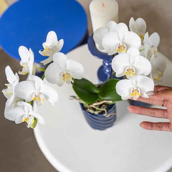 Image of Phalaenopsis Amabilis Weiß Zimmerpflanze Ø9cm – blühende Orchidee für Wohnzimmer, Büro & helle Standorte kaufen-3