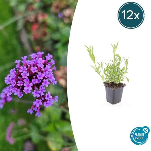 Image of Patagonisches Eisenkraut Verbena bonariensis – 12 Pflanzen – Luftige Staude – Bienen – & Schmetterlingsmagnet – Pflegeleicht
