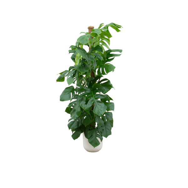 Image of Monstera Pertusum – Fensterblatt – Zimmerpflanze – 150cm hoch – Ø26cm inkl. Jazz Topf Weiß – Tropische XL – Pflanze mit dekorativen Blättern-0
