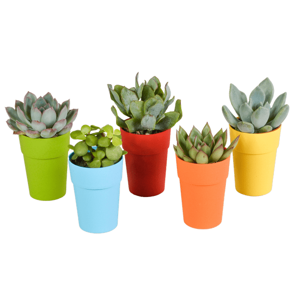 Image of Sukkulenten Mix 5 Pflanzen Ø5,5cm – pflegeleichtes Pflanzen Set für Urban Jungle, Fensterbank, Wohnzimmer & Büro-0