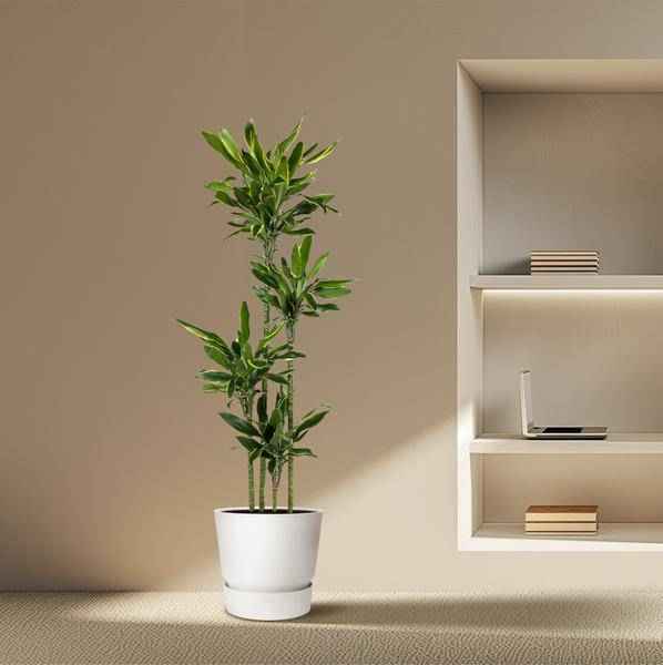 Image of Drachenbaum – Dracaena Golden Coast 170cm – Ø27cm – Exotische Zimmerpflanze mit grünen und goldenen Blättern-3