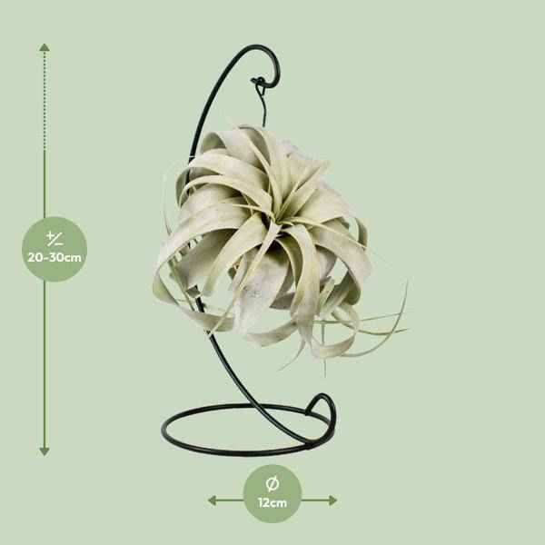 Image of Luftpflanze Tillandsia King Xero – Ø12cm – ↕23cm – Pflegeleichte Tillandsie ohne Erde – Exotische Zimmerpflanze für Wohnzimmer, Büro & moderne Deko-1