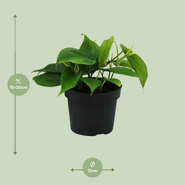 Image of Herzblatt Philodendron Scandens – Ø12cm – ↕20cm – Pflegeleichte Kletterpflanze mit herzförmigen Blättern-1