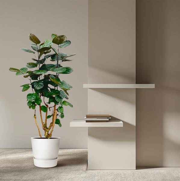 Image of Fiederaralie – Polyscias Fabian – Zimmerpflanze – 130cm – Ø24cm – Elegante Grünpflanze mit runden Blättern-3