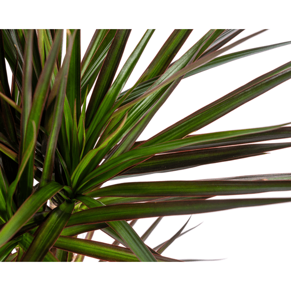 Image of Dracaena Marginata Magenta – Drachenbaum – Zimmerpflanze – Ø17cm – ↕50-70cm – Pflegeleichte Grünpflanze mit roten Blatträndern-2