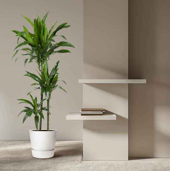 Image of Drachenbaum Zimmerpflanze Ø24cm ↕150cm – pflegeleichte Grünpflanze für Wohnzimmer, Büro & helle Standorte kaufen-3