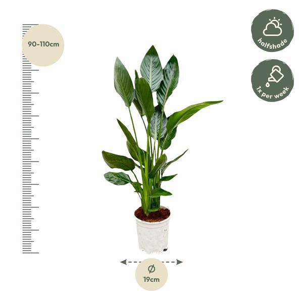 Image of Paradiesvogelblume Strelitzia Reginae – Zimmerpflanze – Ø21cm – Höhe ca. 120cm – Exotische Blüten – Für Innen & Außen – Pflegeleicht-1