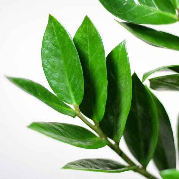 Image of Zamioculcas Zamiifolia 80cm – Glücksfeder Zimmerpflanze Ø21cm – robuste & pflegeleichte Pflanze für Zuhause & Büro – inkl. handgeflochtenem Seegras
